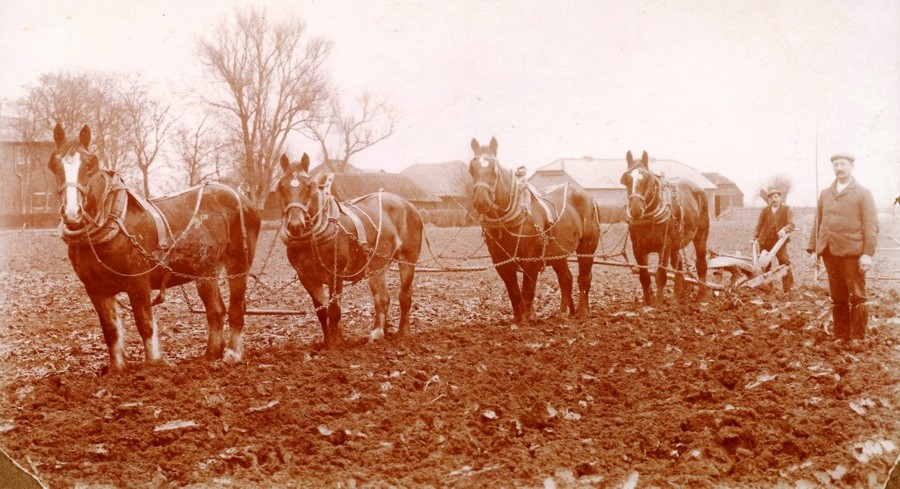 4 horses ploughing ground at Brooker Farm