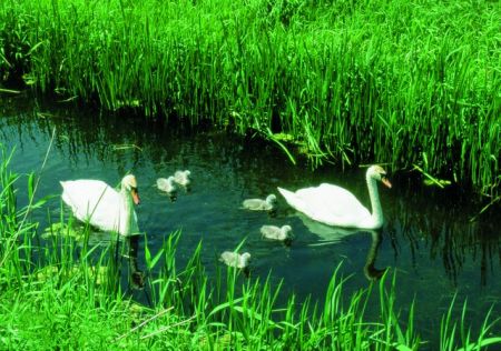 The dykes provide an ideal habitat