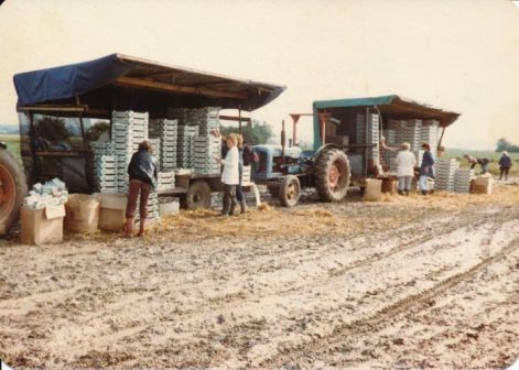 Strawberry pickers at Brooker Farm