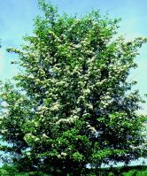 Blackthorn_tree.jpg