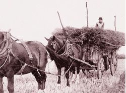 Mrs Winnie Wimble on hay-cart c.1935.