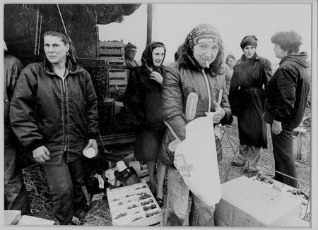 Strawberry pickers at Brooker Farm