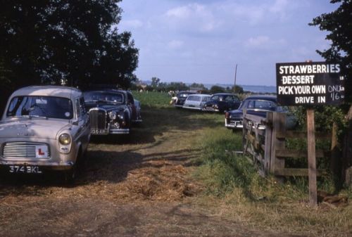 Mr Cragg's Pick Your Own Strawberries